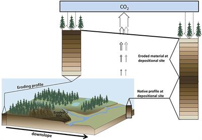 Distinct Contributions of Eroding and Depositional Profiles to Land-Atmosphere CO2 Exchange in Two Contrasting Forests
